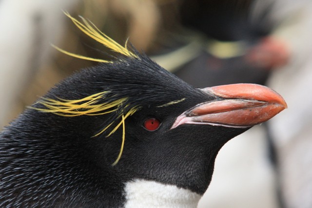 macaroni penguin rockhopper