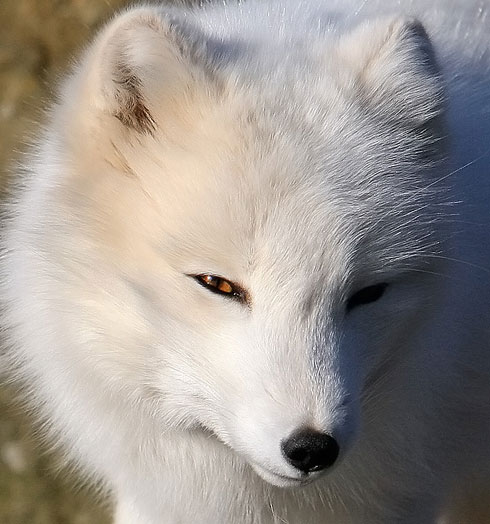 Arctic Fox Mating