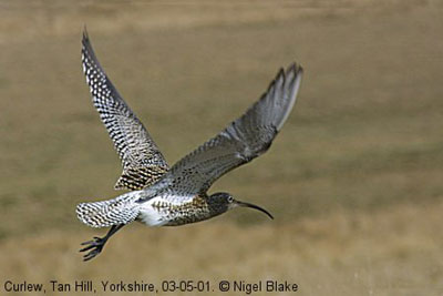  - curlew-nb