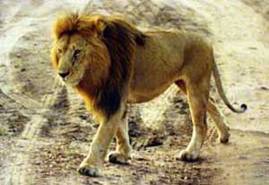 wildlife photo - Lion
