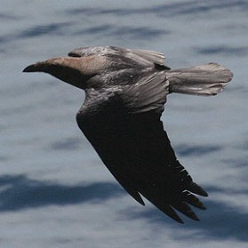 Brown-necked Raven, copyright Chris Batty