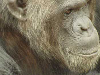 chimpanzee sanctuary northwest