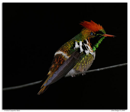  Frilled Coquette 