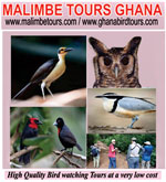 Malimbe Tours