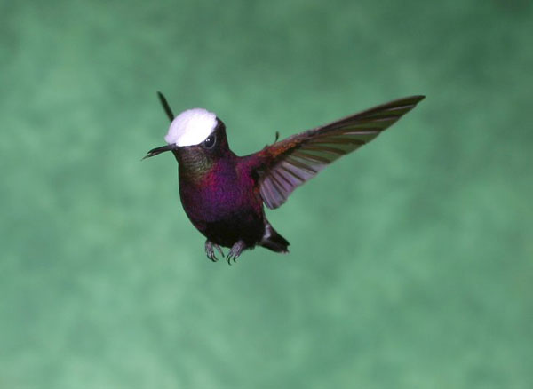 snowcap hummingbird