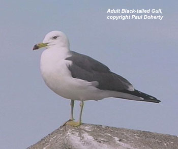 Black Tailed Gull