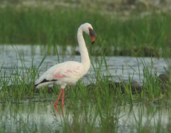 flamingo environment