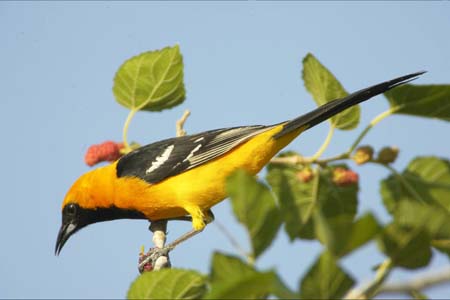 Orange Head Bird