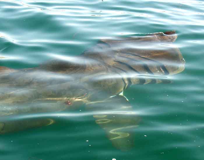 Scientists To Track Sharks Basking In Scottish Hotspots Surfbirds 8130