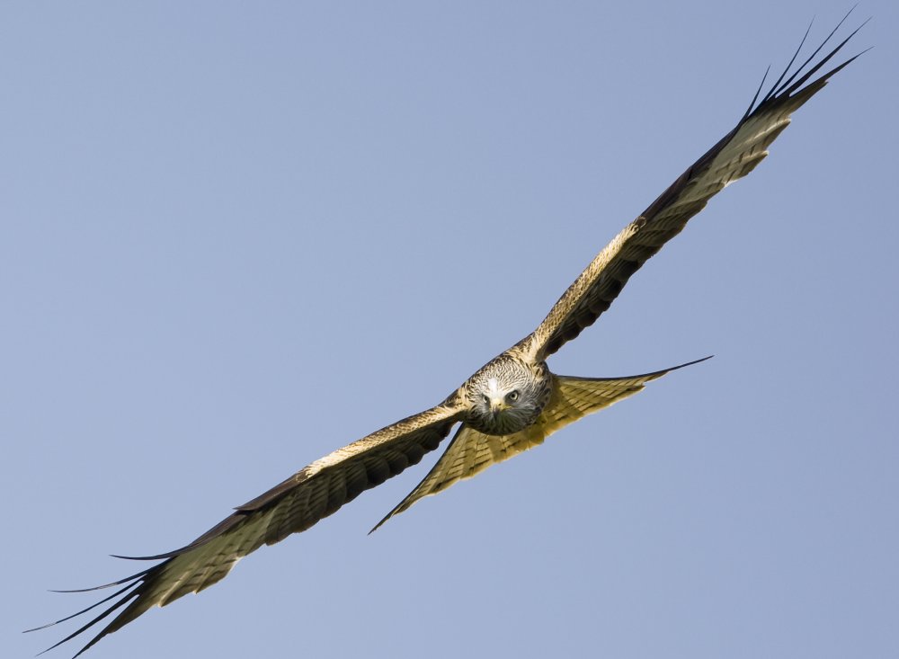 red kite eagle