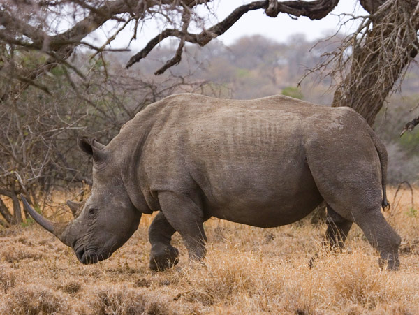 a picture of a rhinoceros