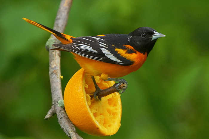 baltimore orioles orange
