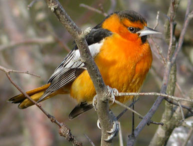 bright orange bird