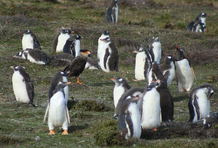 Scavengers of the Falkland Islands – Turkey Vulture and Southern ...