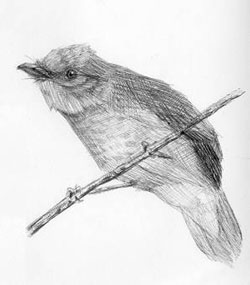 surfbirds.com - pen and ink sketches by James Gilroy