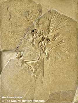 archeopteryx.jpg