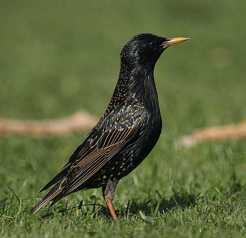 Backyard Bird Identification Blackbirds, Cardinal, Starling, Crows