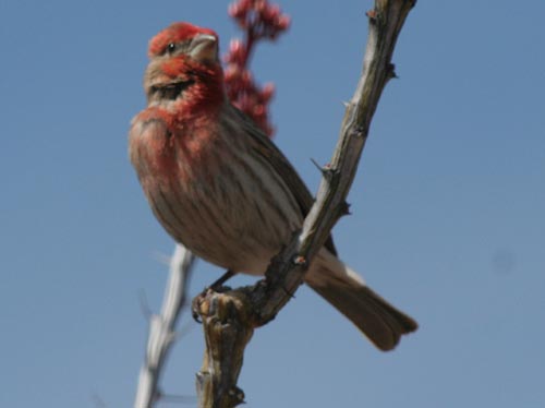 Why Some Birds Have Red Feathers